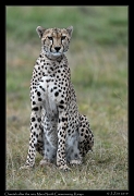  Cheetah after the rain, Mara North Conservancy, Kenya � J. Zinn