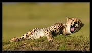  Mara North Conservancy, Kenya � J. Zinn