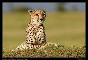  Mara North Conservancy, Kenya � J. Zinn