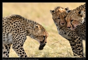  Amani's cub with breakfast, Mara North Conservancy, Kenya � J. Zinn