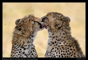  Amani's cubs washing up, Mara North Conservancy, Kenya � J. Zinn