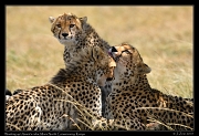 Cheetah Amani's cubs, Mara North Conservancy, Kenya � J. Zinn