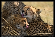  Cheetah Amani's cubs, Mara North Conservancy, Kenya � J. Zinn