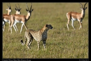  Cheetah Olchore, Masai Mara Reserve, Kenya � J. Zinn