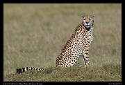  Cheetah Olchore, Masai Mara Reserve, Kenya � J. Zinn