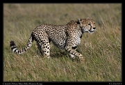  Cheetah Olchore, Masai Mara Reserve, Kenya � J. Zinn
