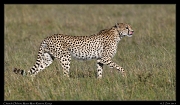  Cheetah Olchore, Masai Mara Reserve, Kenya � J. Zinn