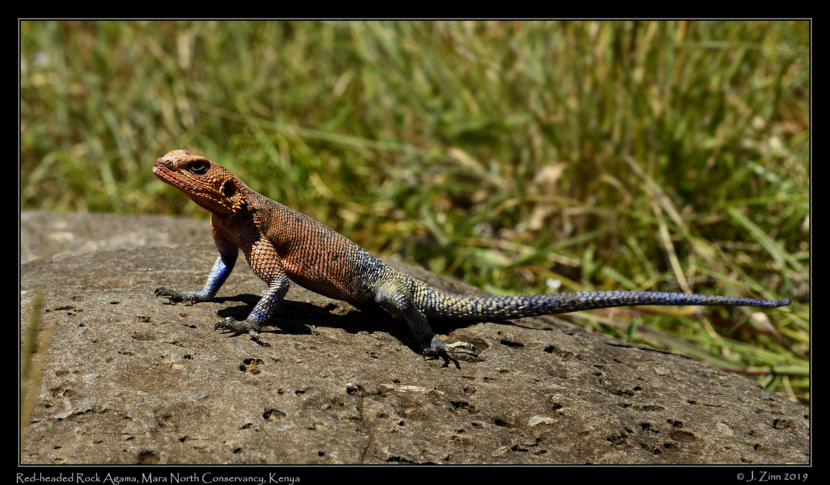 agama_JZ5_5078a