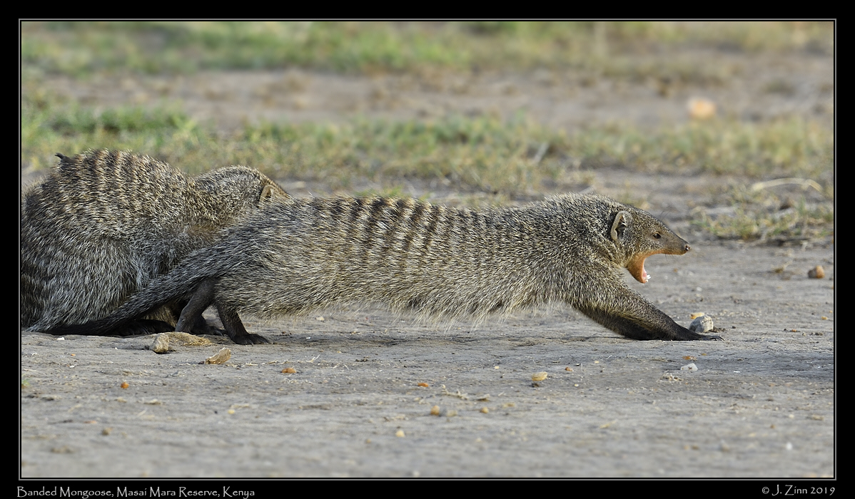 banded_mongoose_JZ8_0366b