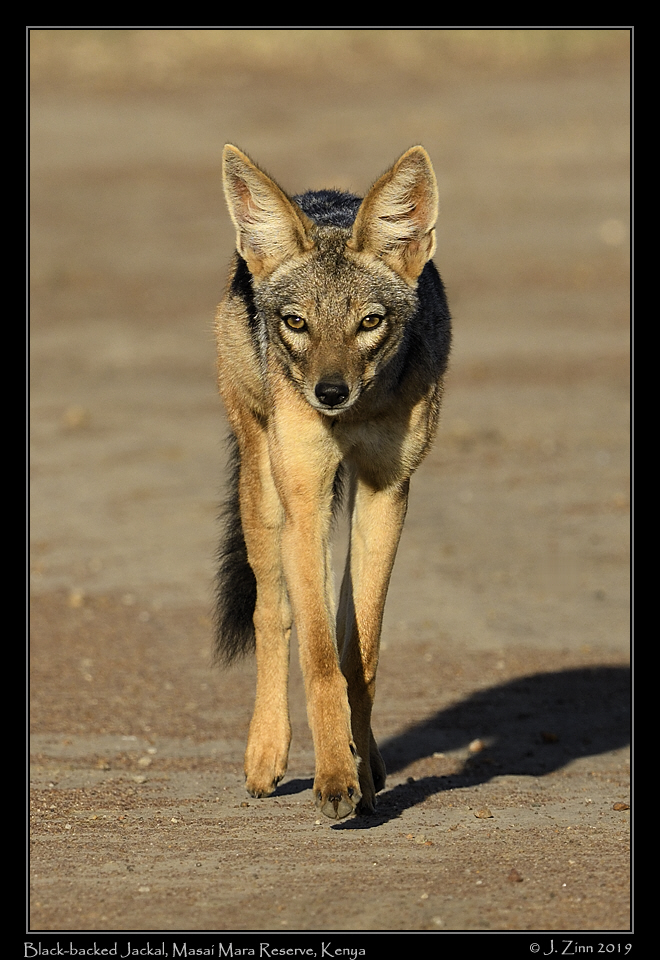 black_backed_jackal_JZ8_0427a