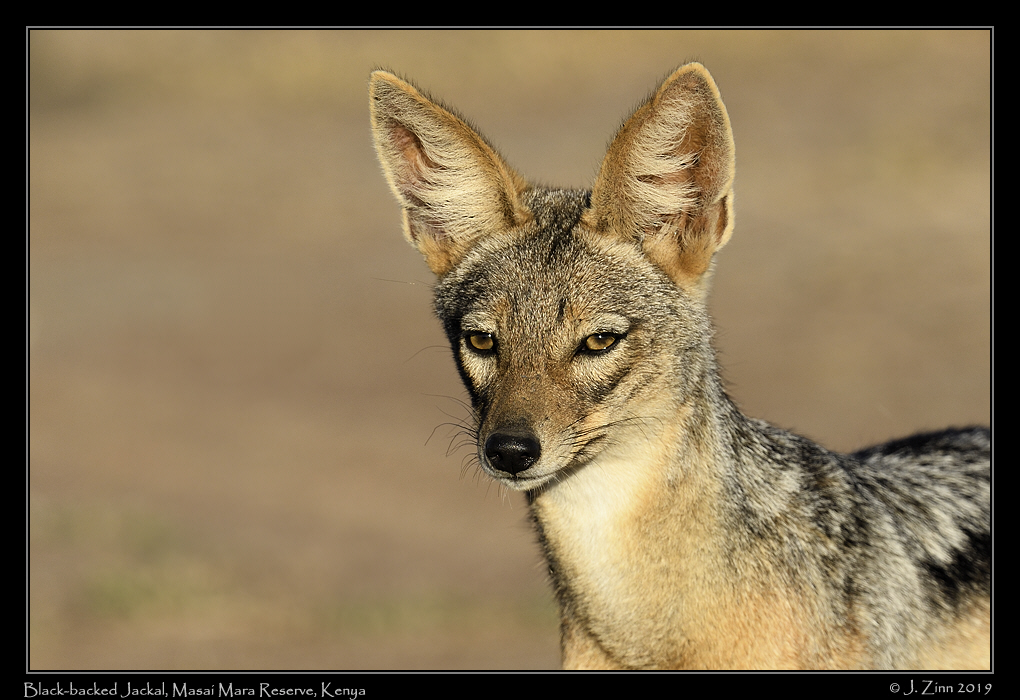 black_backed_jackal_JZ8_0448a