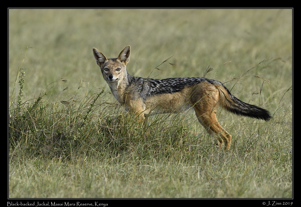 black_backed_jackal_JZ8_7812a