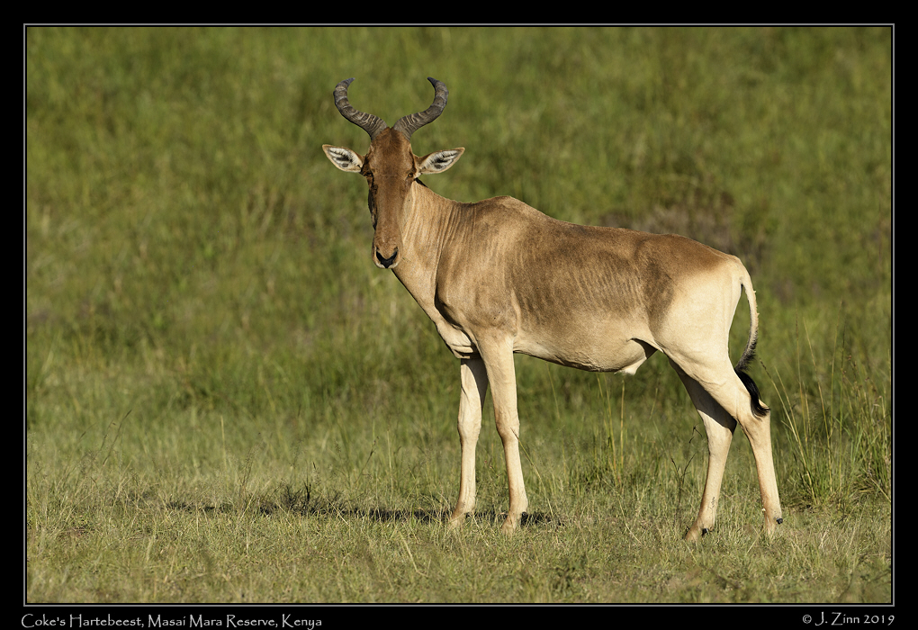 cokes_hartebeest_JZ8_9007a
