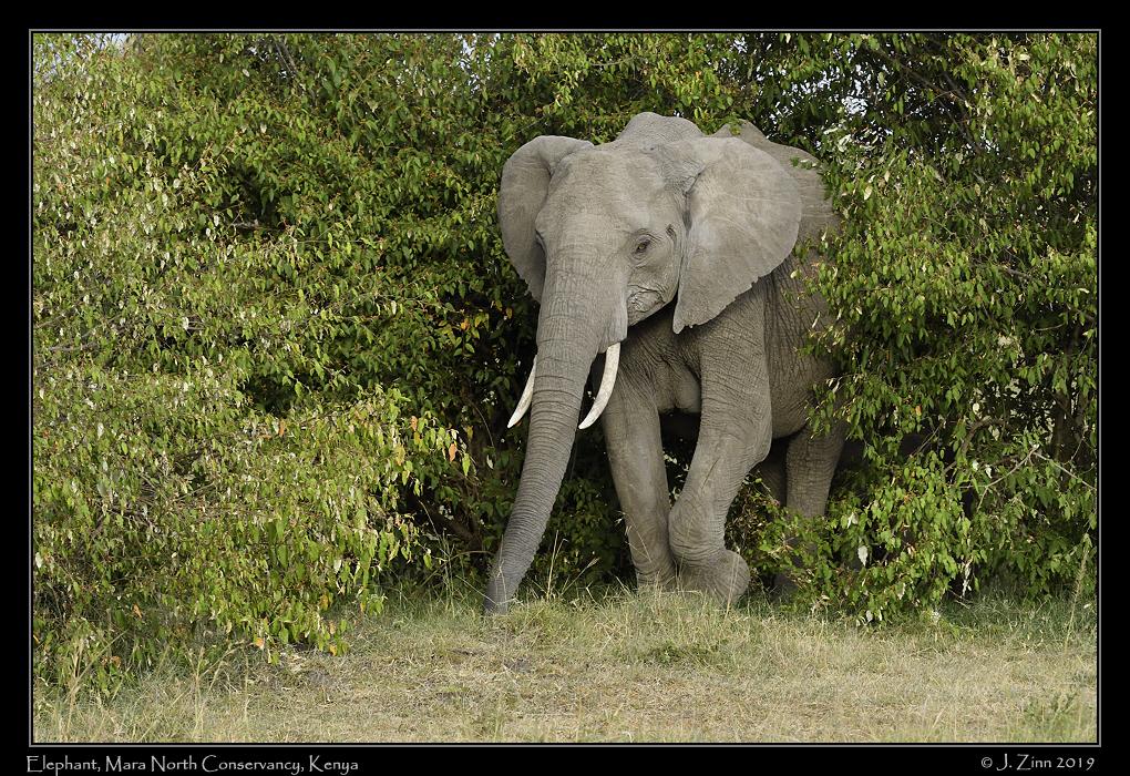 elephant_JZ5_3500a