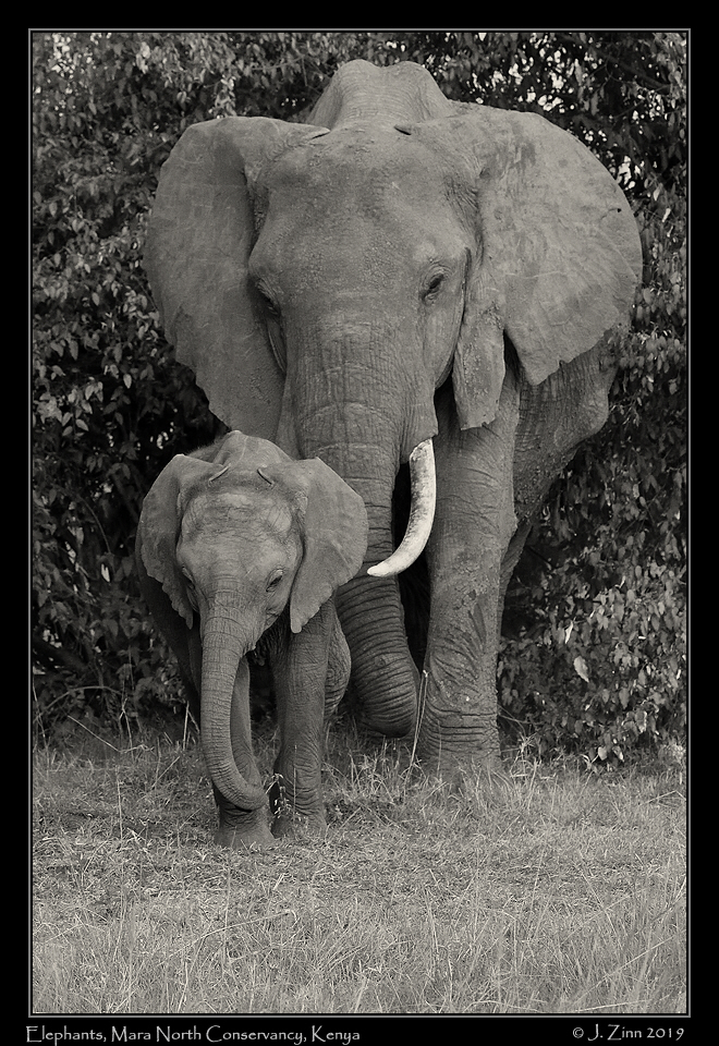 elephant_JZ5_3513abws