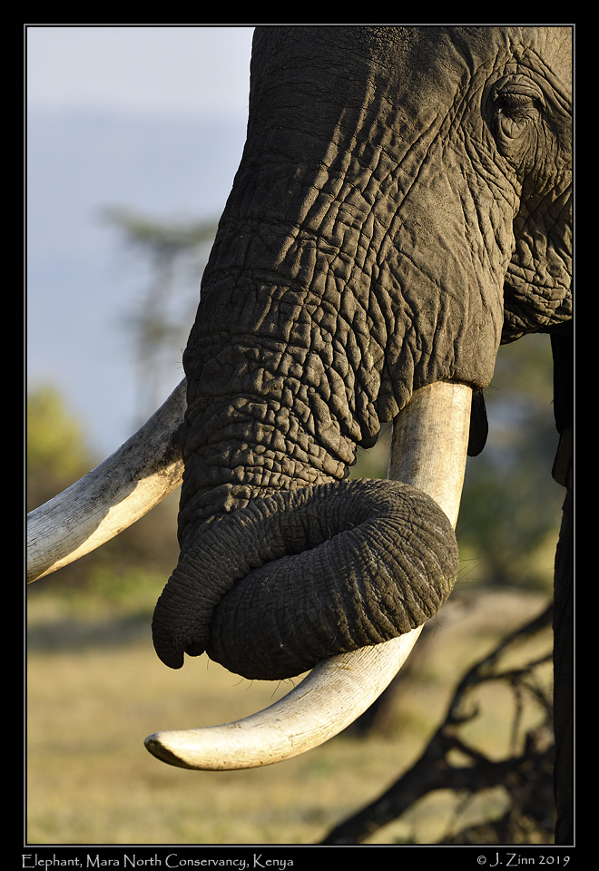 elephant_JZ8_2753a