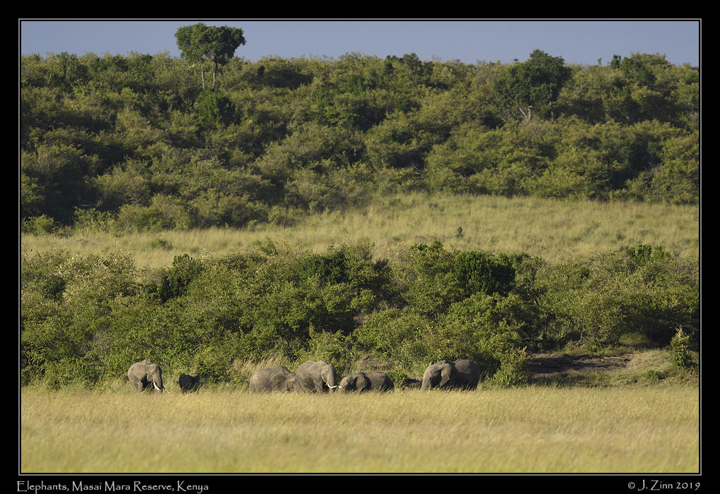 elephants_JZ8_0968b