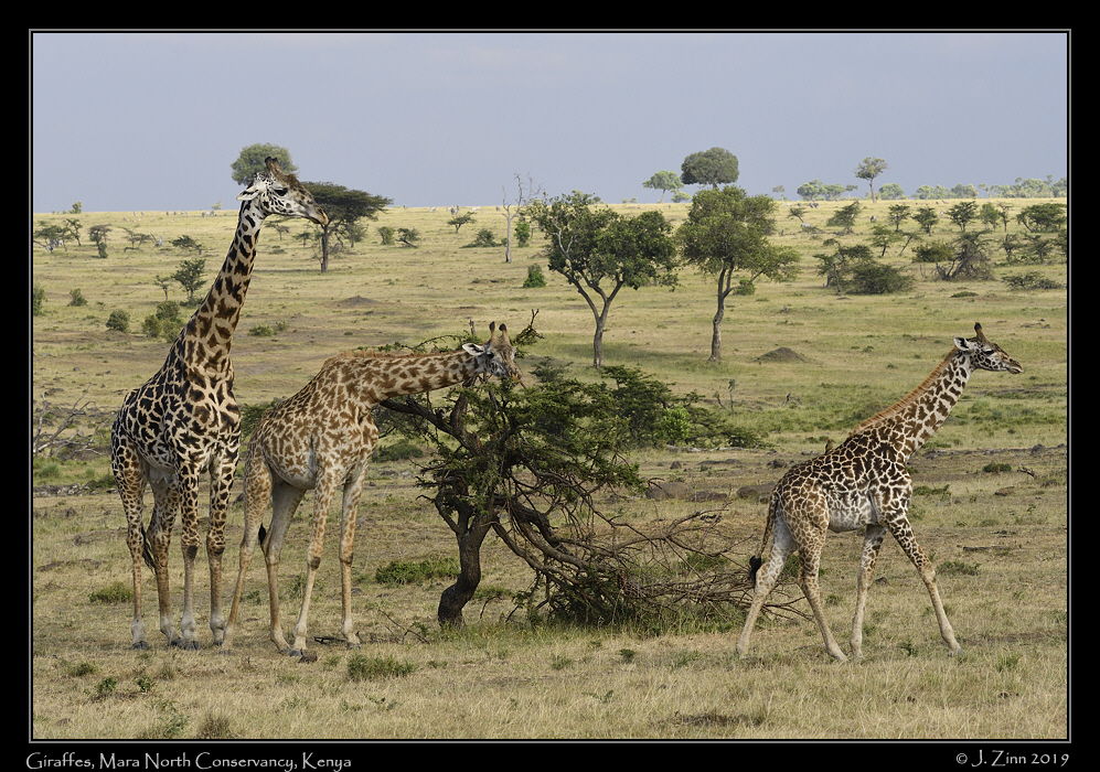 giraffe_JZ5_4516a