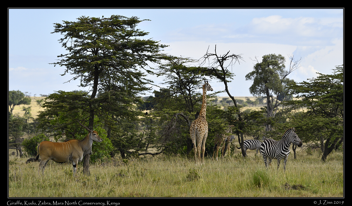 giraffe_kudu_zebra_JZ5_3438a