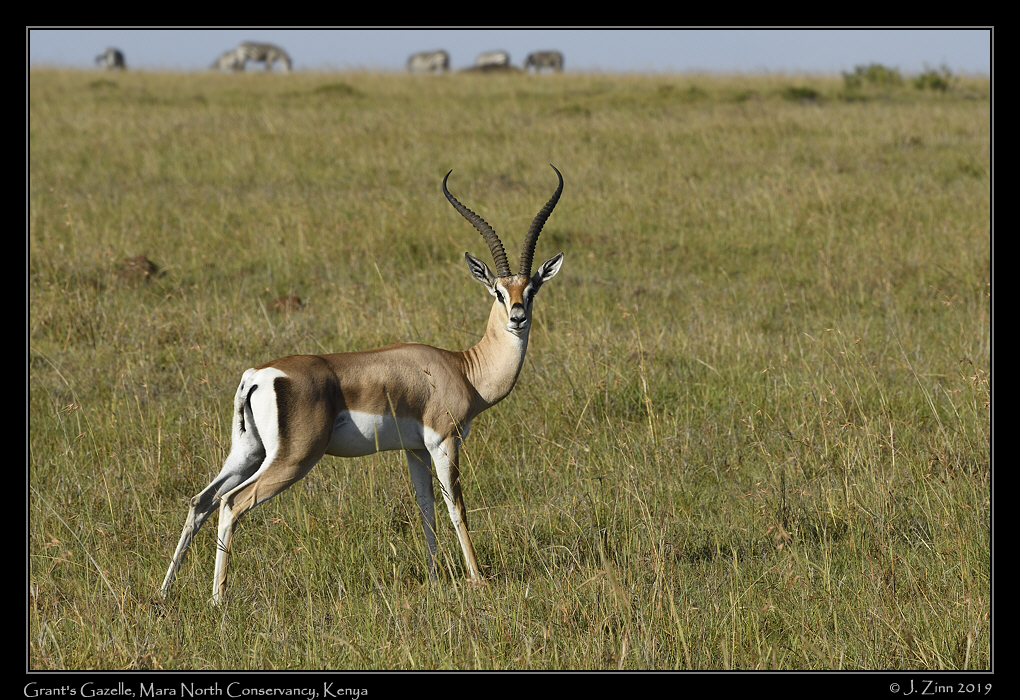 grants_gazelle_JZ5_4985a