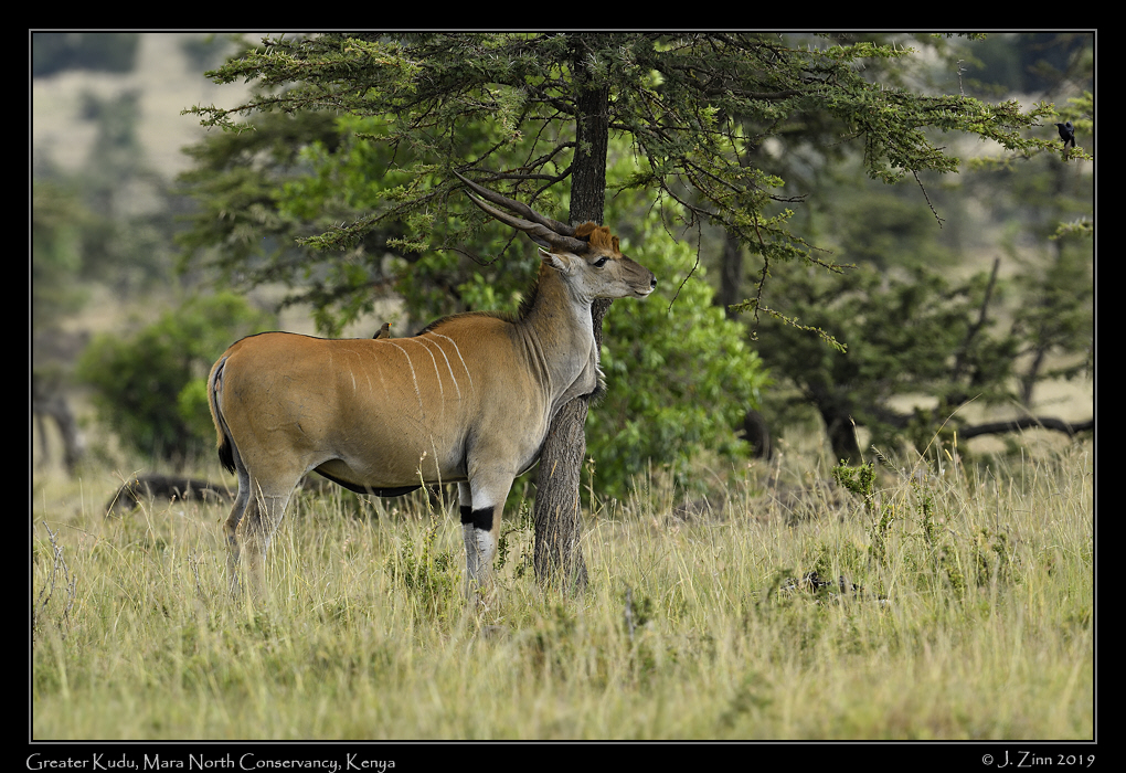 greater_kudu_JZ8_1601a