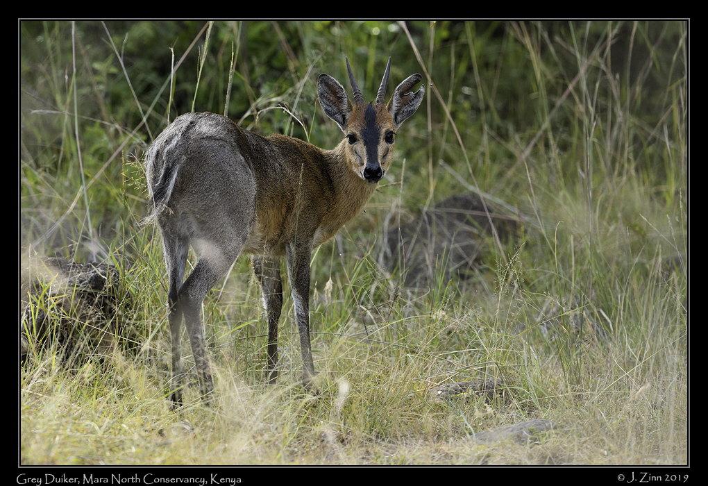 grey_duiker_JZ8_3997a