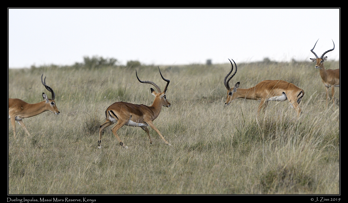 impala_JZ5_2650a