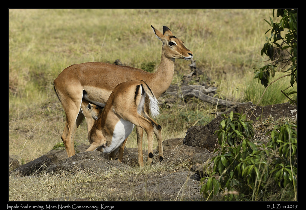 impala_nursing_JZ5_3450a