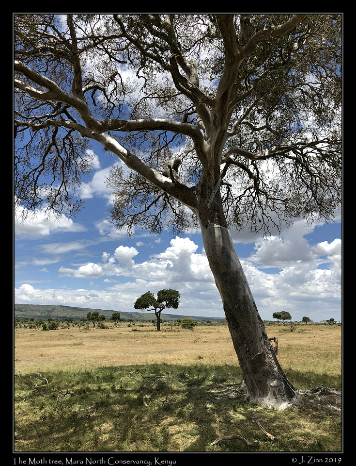 moth_tree_IMG_5121a
