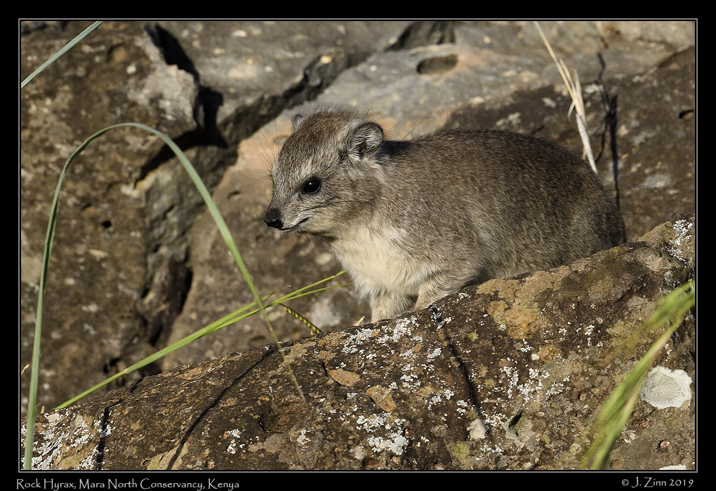 rock_hyrax_JZ8_4103a
