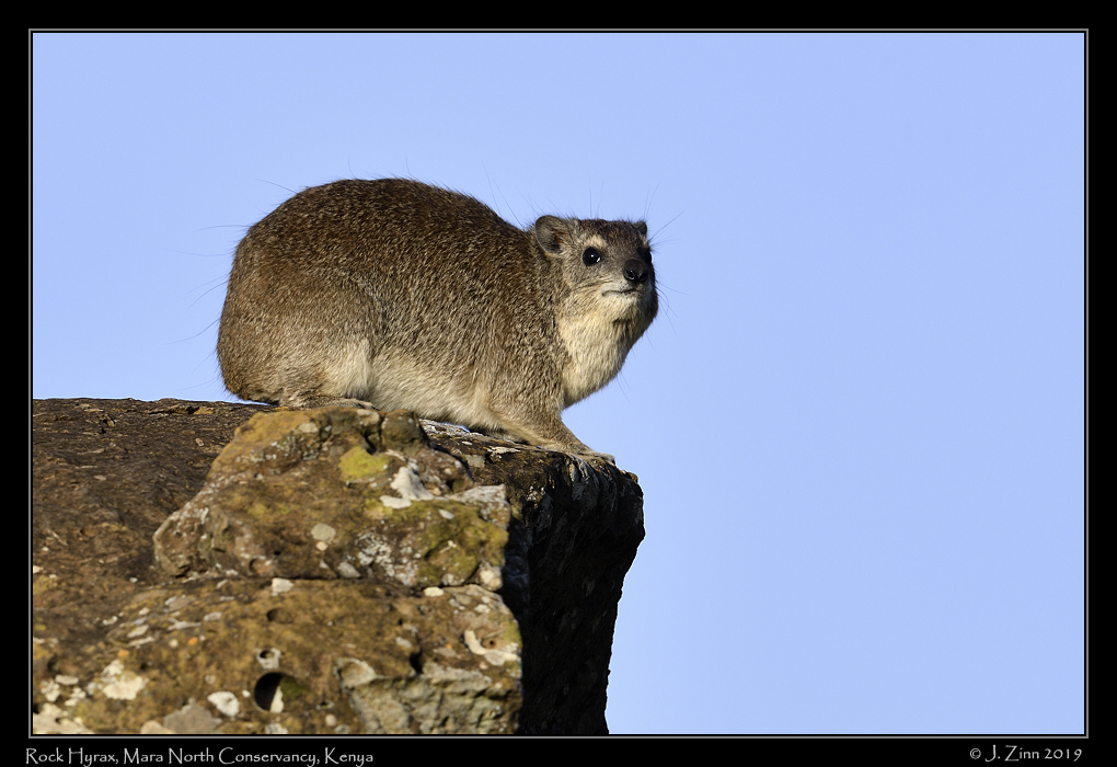 rock_hyrax_JZ8_4113a