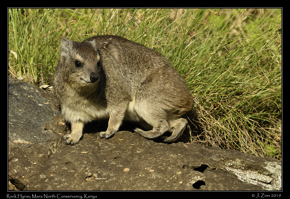 rock_hyrax_JZ8_4123a