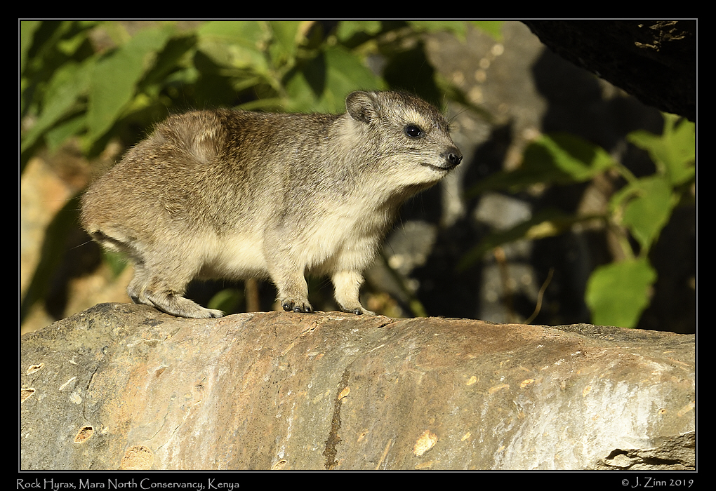 rock_hyrax_JZ8_4197b