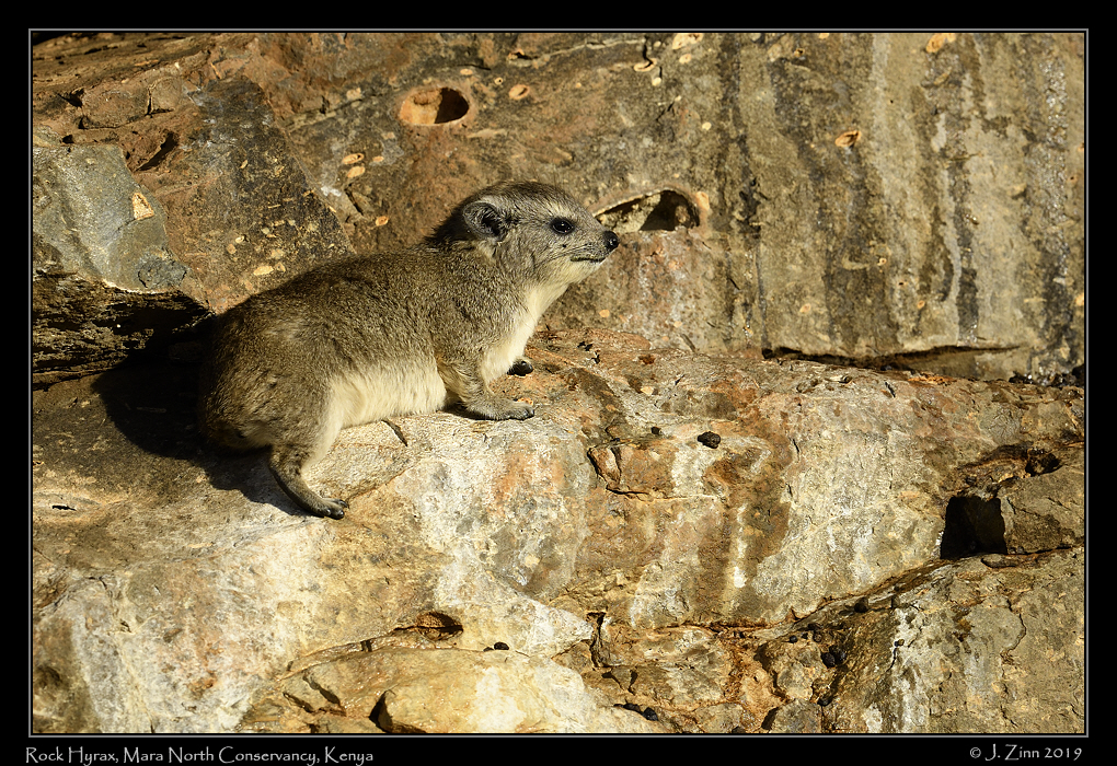 rock_hyrax_JZ8_4207a