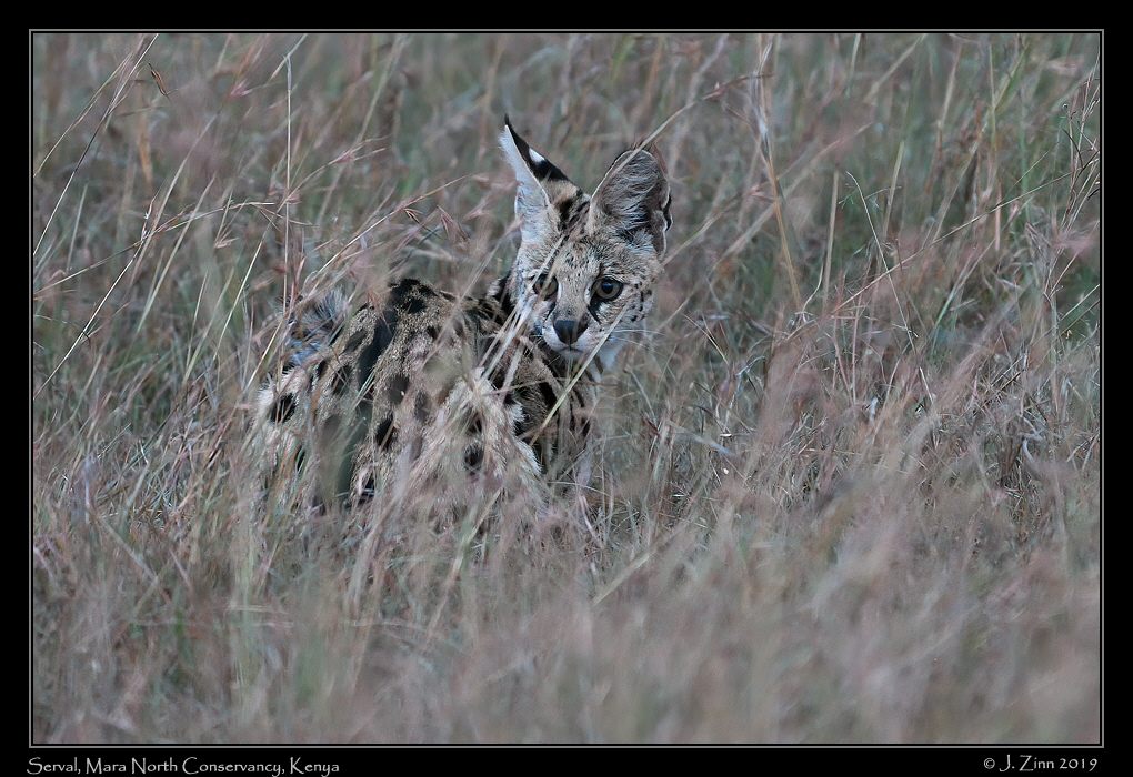 serval_JZ5_3544a