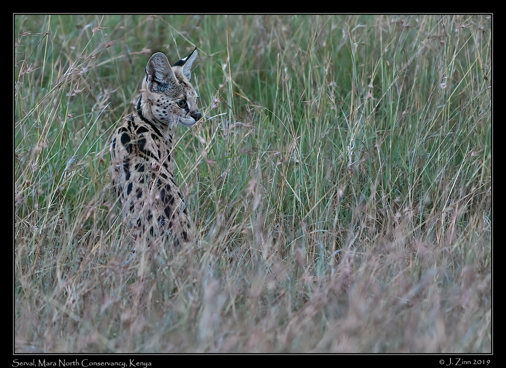 serval_JZ5_3565a