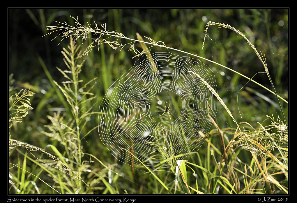 spider_JZ5_3616a
