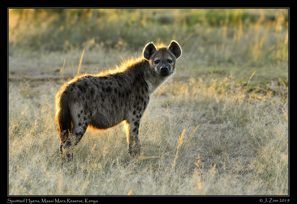 spotted_hyena_JZ5_1630a