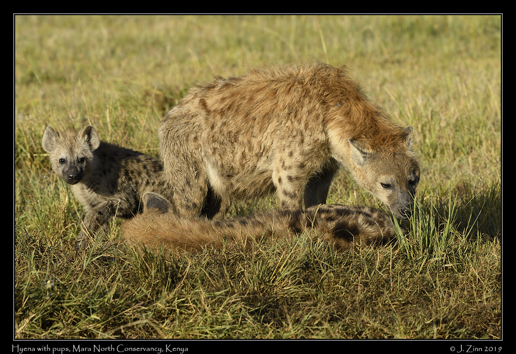 spotted_hyena_JZ5_4968a