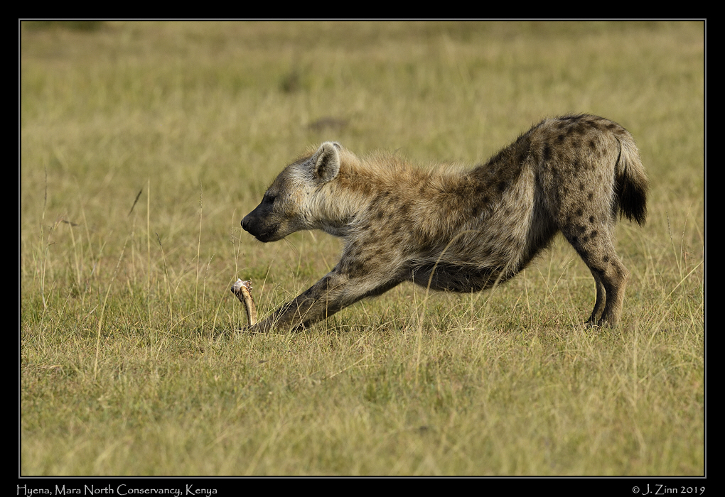 spotted_hyena_JZ8_3262b