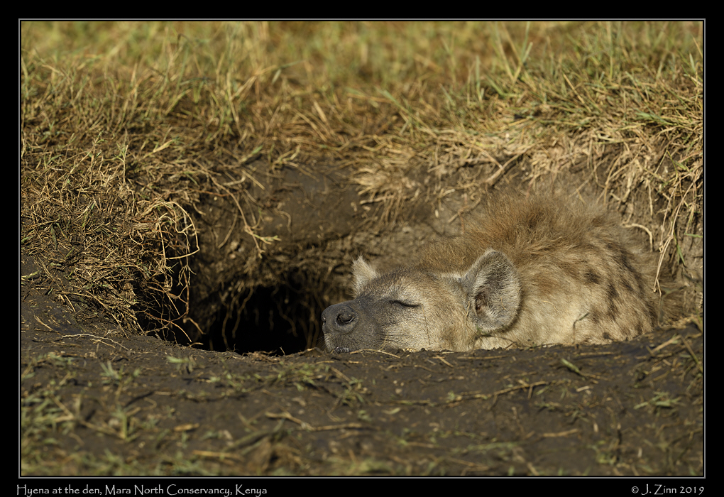 spotted_hyena_JZ8_3517a