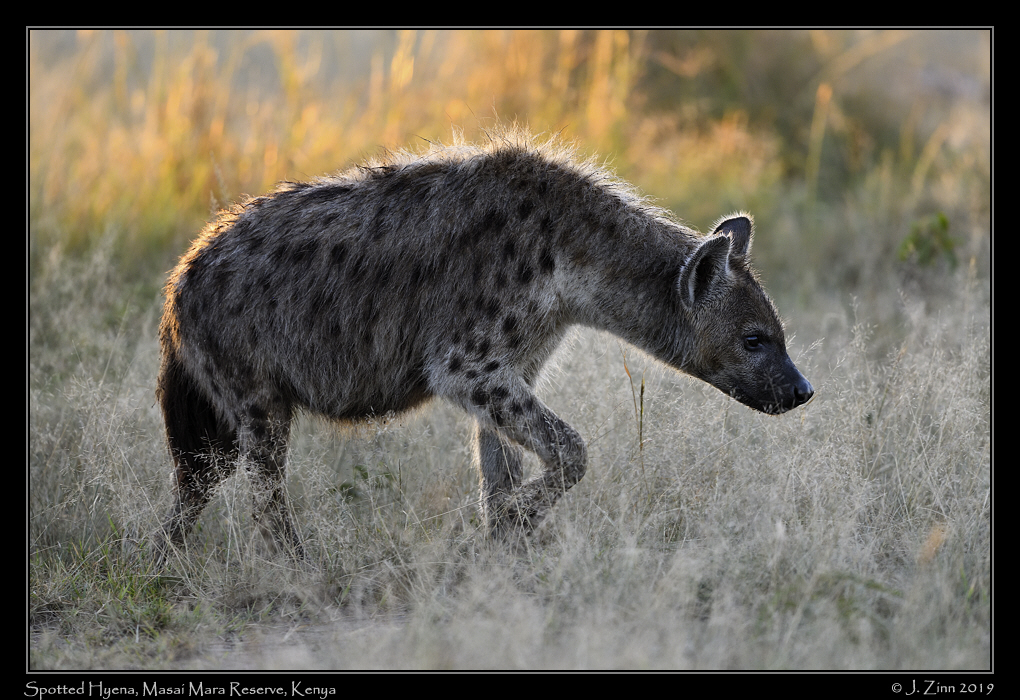 spotted_hyena_JZ8_8159a