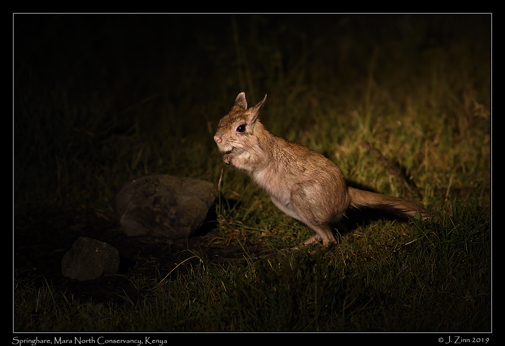 springhare_JZ5_4666a