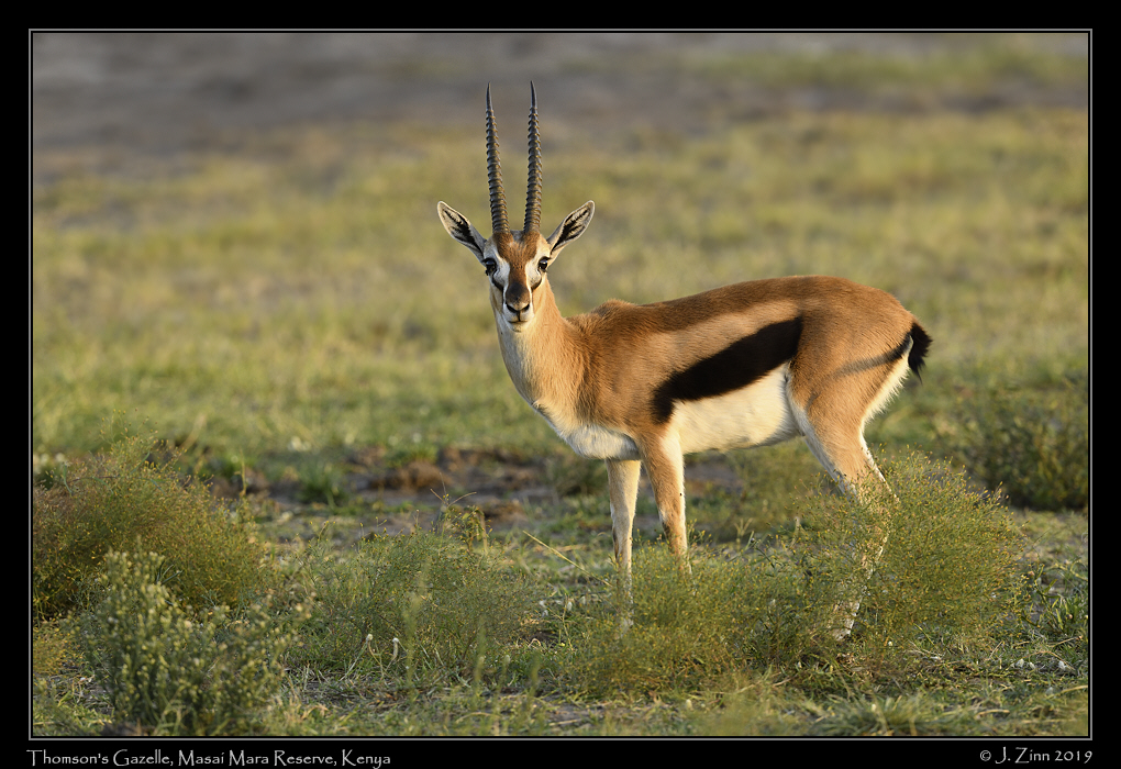 thomsons_gazelle_JZ8_9087a