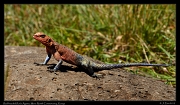  Red-headed Rock Agama, Masai Mara, Kenya � J. Zinn