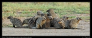  Banded mongooses, Masai Mara, Kenya � J. Zinn