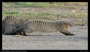  Banded mongoose, Masai Mara, Kenya � J. Zinn