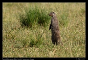  Banded Mongoose, Masai Mara, Kenya � J. Zinn