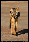 Black-backed Jackal, Masai Mara, Kenya � J. Zinn