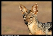  Black-backed Jackal, Masai Mara, Kenya � J. Zinn